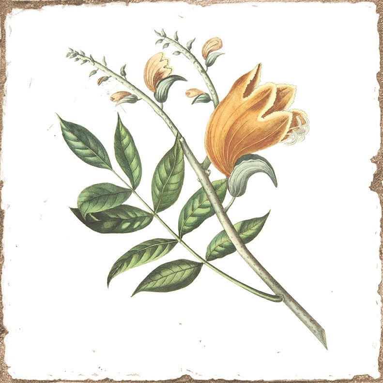 Wandfliese antik Vintage Shabby Dekor Kräuter Blumen glänzend 15x15 "Forli Herberia"