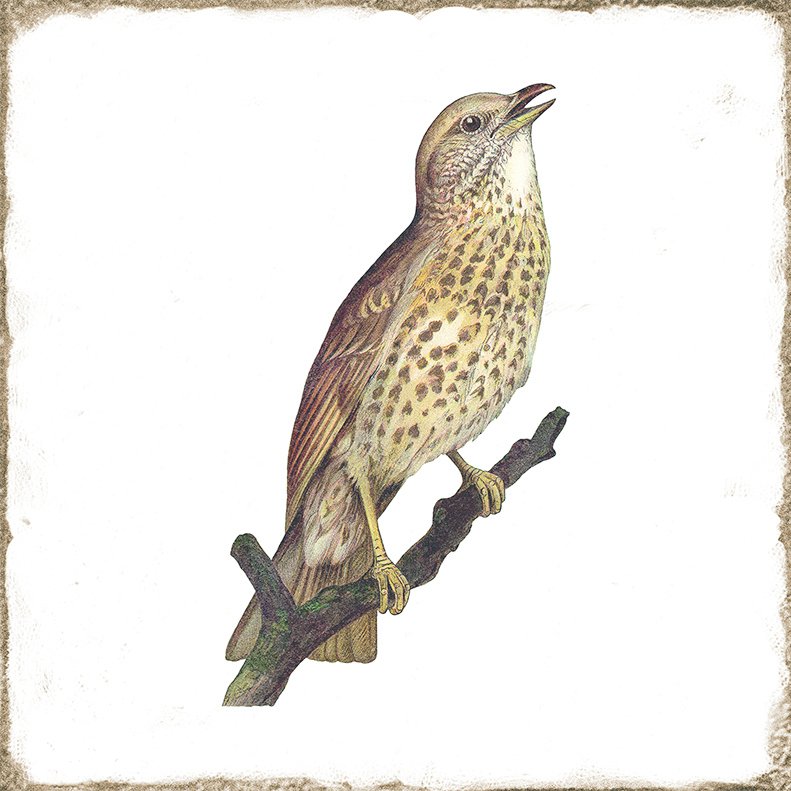 Wandfliese antik Vintage Vögel glänzend 15x15 "Forli Birds"